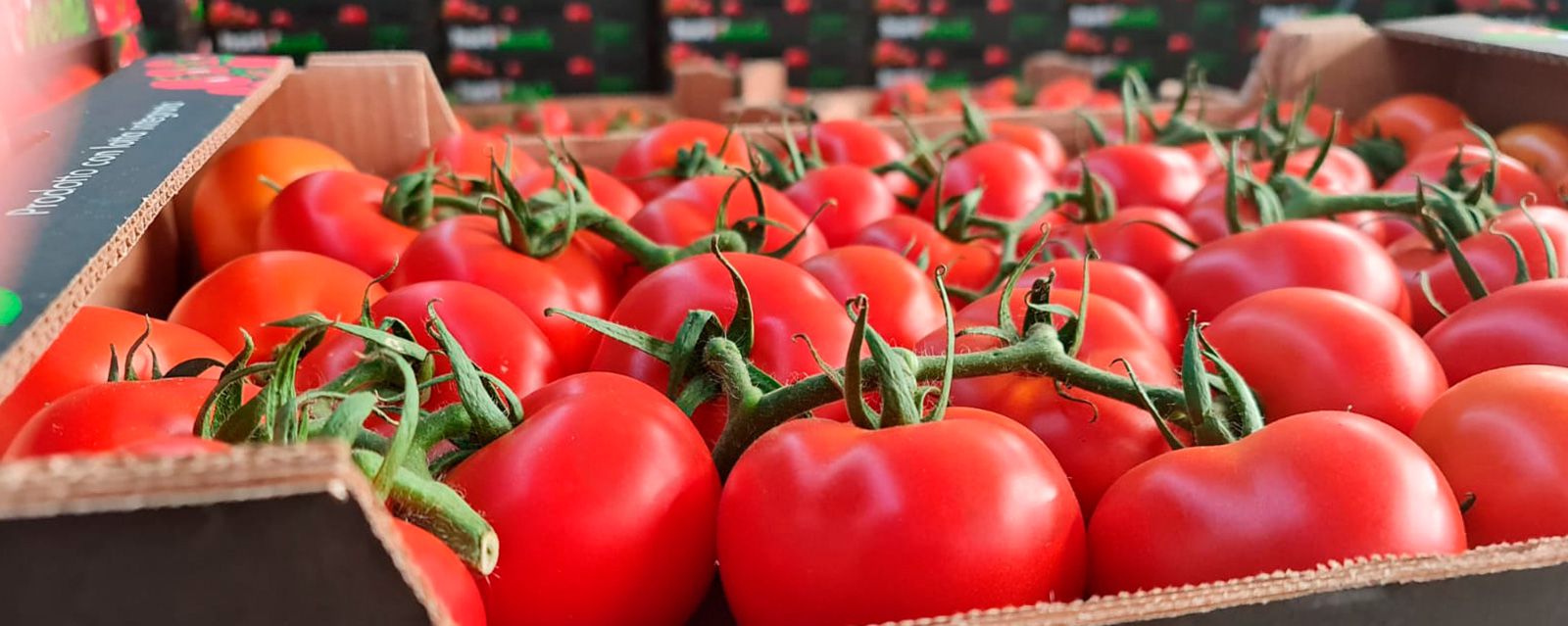 Hortoverde Nature S.L.