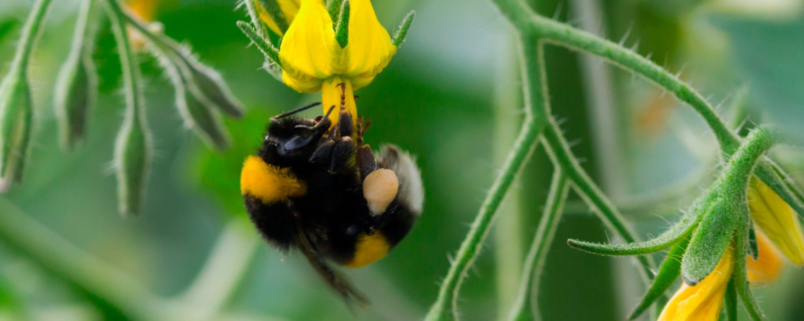 Hortoverde Nature S.L.