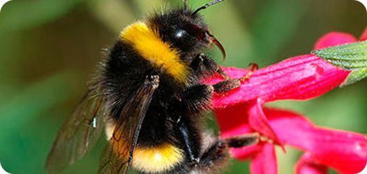 ABEJORRO (Bombus Terrestris)