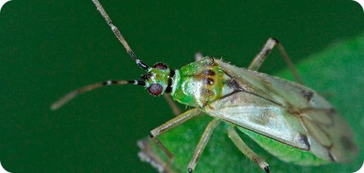 NESIDIOCORIS (Nesidiocoris Tenuis)