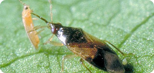 ORIUS (Orius Laevigatus)