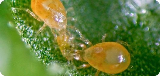 SWIRSKII (Typhlodromips swirskii)